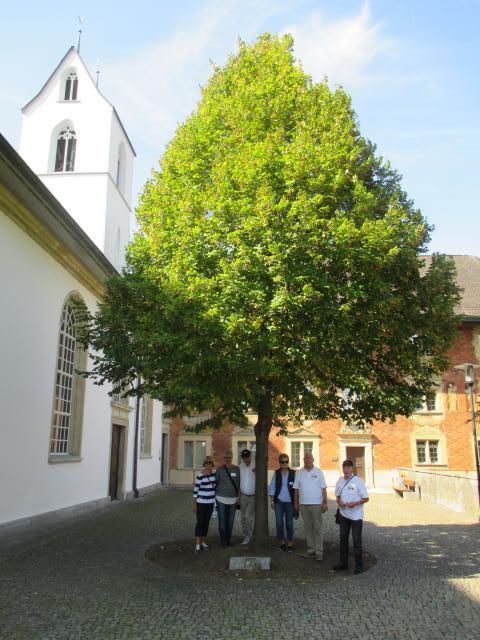 Die Freundschaftslinde in Brugg.