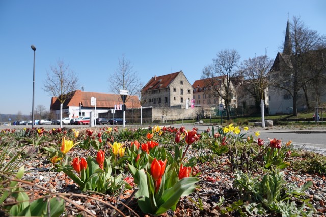 Blumen am Nägelesgraben