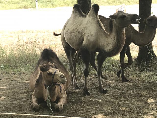 Tierischer Besuch in Zimmern ob Rottweil - 3 x 2 Eintrittskarten zu gewinnen