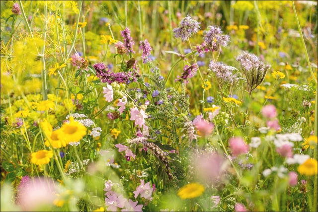Ein Wildblumenbeet hat viele Vorteile