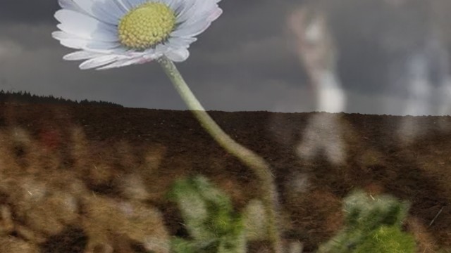 gänseblumehimmelcollage
