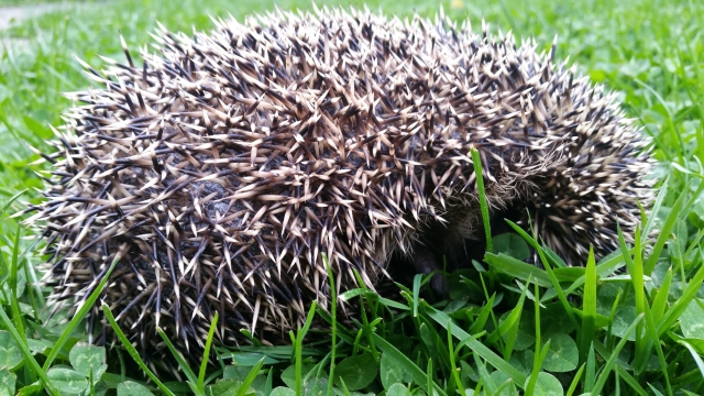 Mähroboter und die Gefahr für Igel