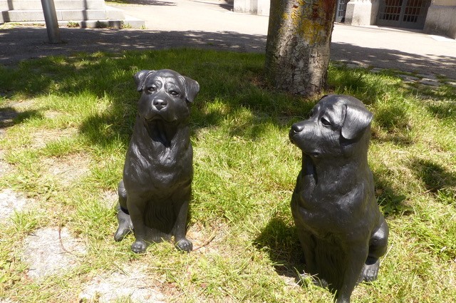 Rottweiler von Hörl