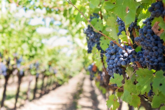 wein