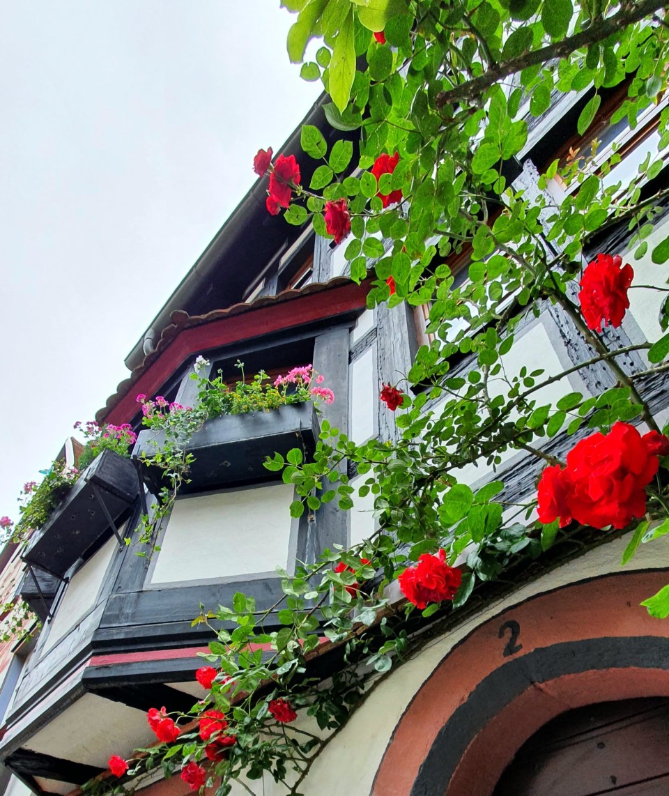 Blumenschmuck-Wettbewerb