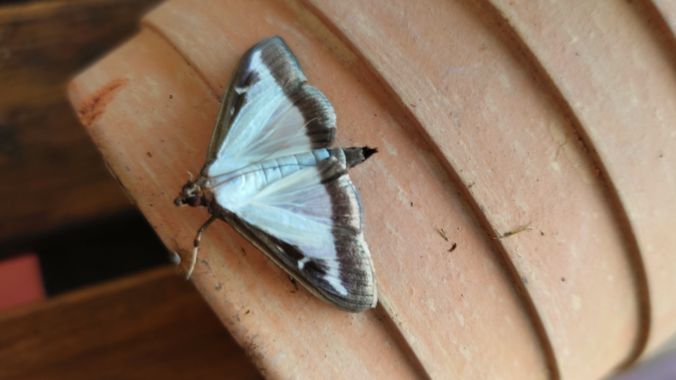 Buchsbaumzünsler gehört nicht in den Biomüll