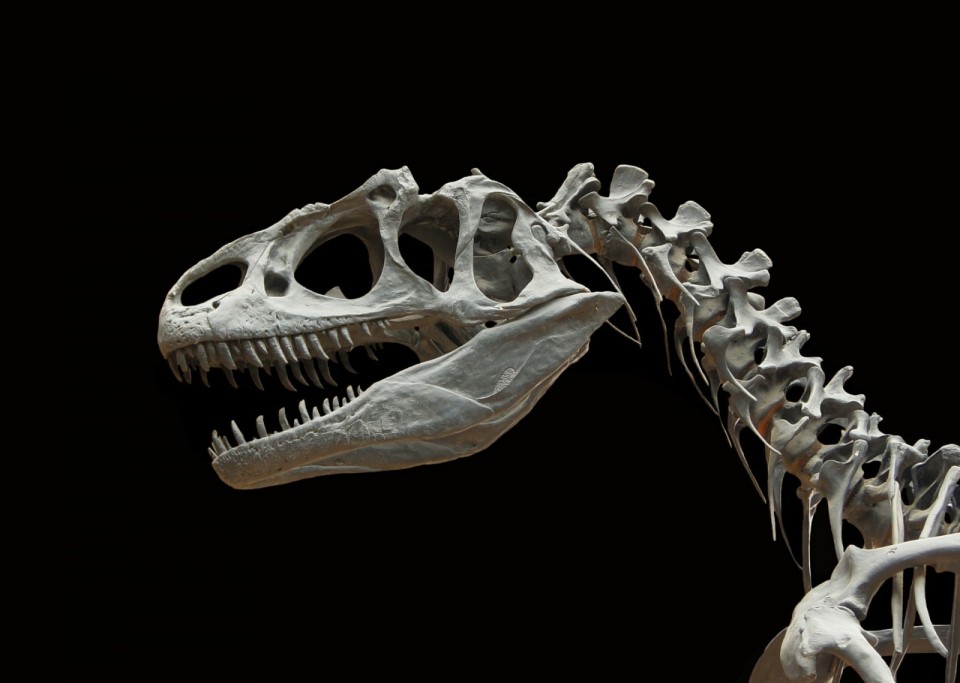Dinosaurier