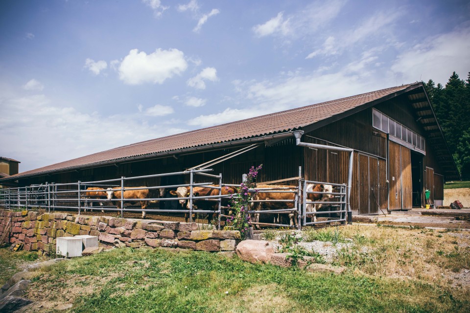ökologische Landwirtschaft