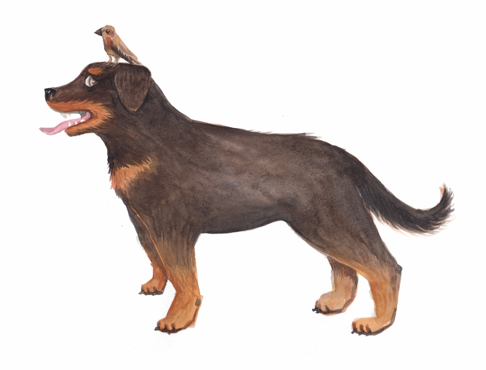 Der Rottweiler kann sich im Herbst auf den Sperling freuen. Illustration: Ika Sperling