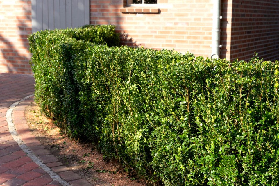 Stechpalmen-Gehölze