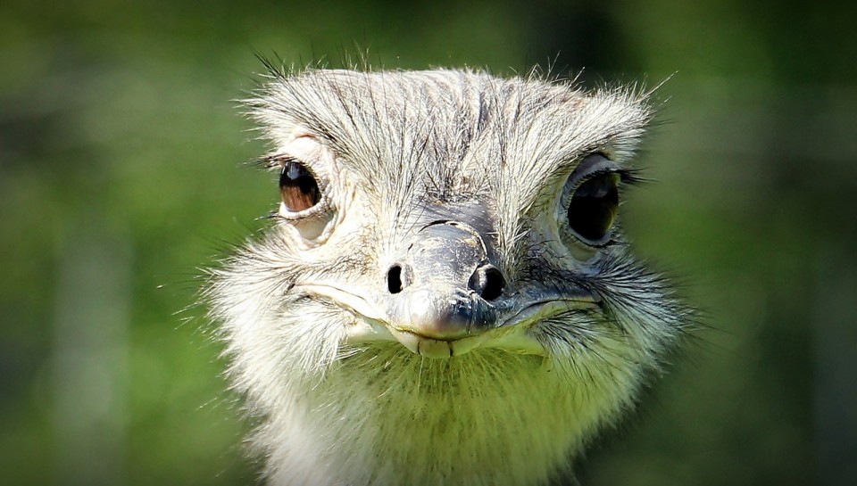 Vogel Strauß