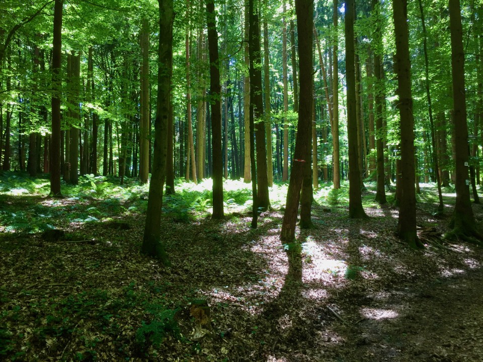 Wald