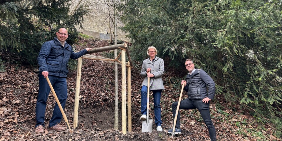 Rot-Eiche wächst für die Landesgartenschau